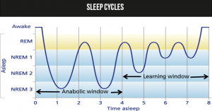 Sleep cycles